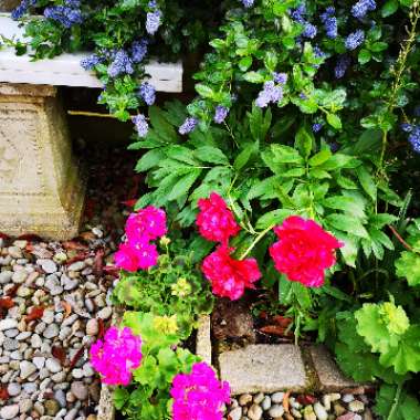 Liz's garden