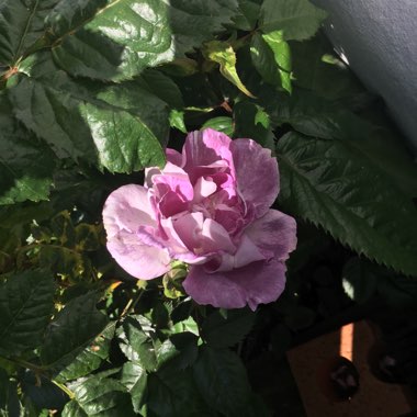 Rose 'Blue Moon' (Hybrid Tea)