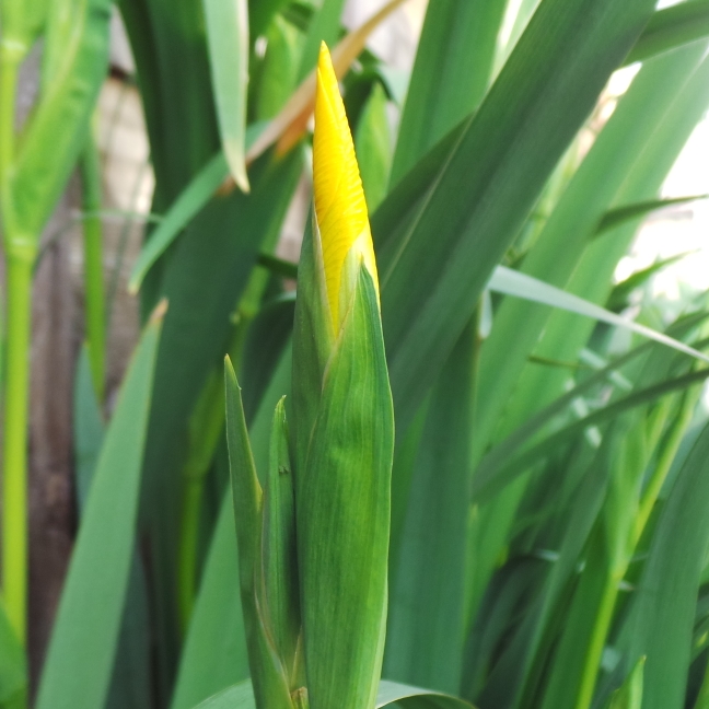 plant image 1050847 plant image 1050847