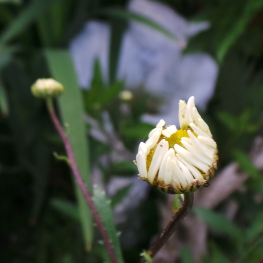 plant image 1066309 plant image 1066309