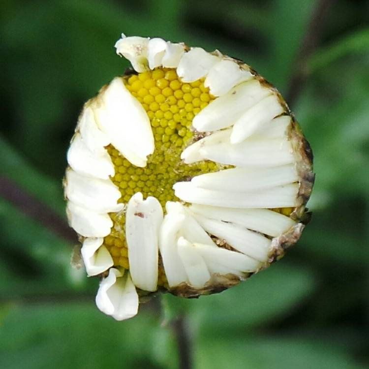 plant image 1066310 plant image 1066310