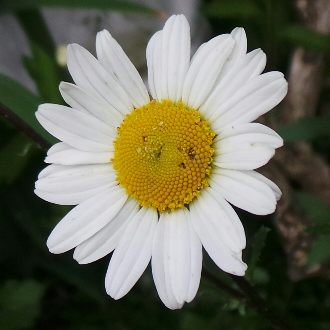 plant image 1066317 plant image 1066317