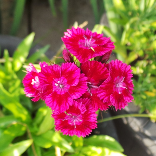 plant image 1097717 plant image 1097717