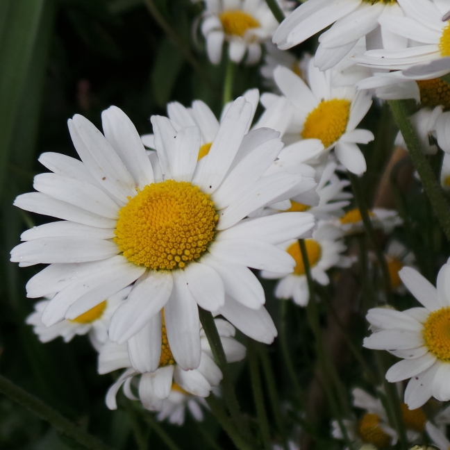plant image 1106680 plant image 1106680
