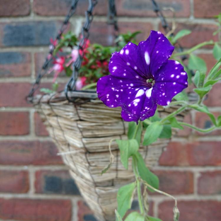 plant image 1132158 plant image 1132158