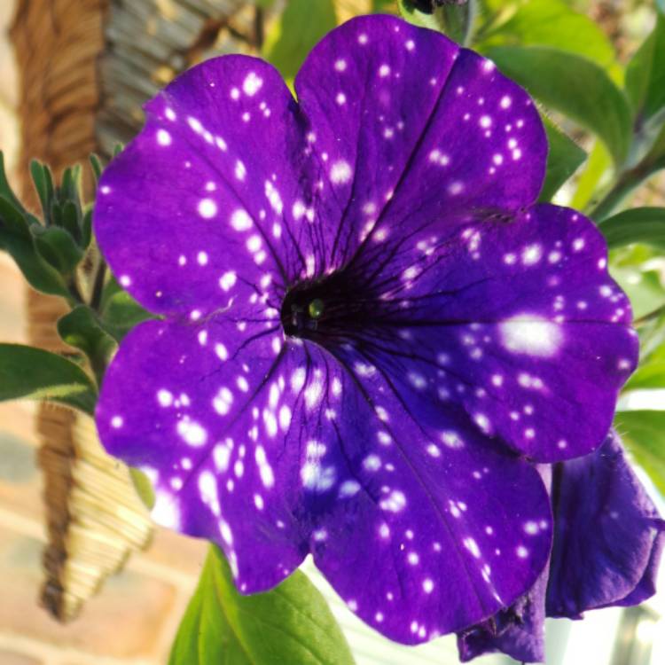 plant image 1142504 plant image 1142504