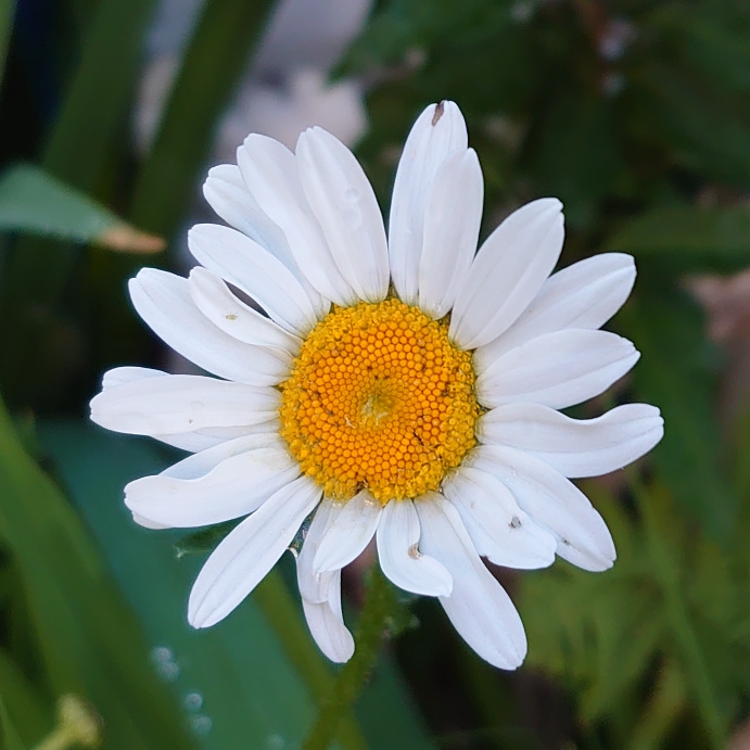 plant image 1314544 plant image 1314544