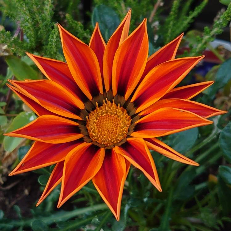plant image 1318755 plant image 1318755