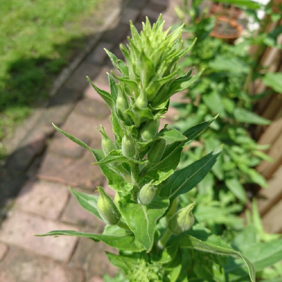 plant image 133726