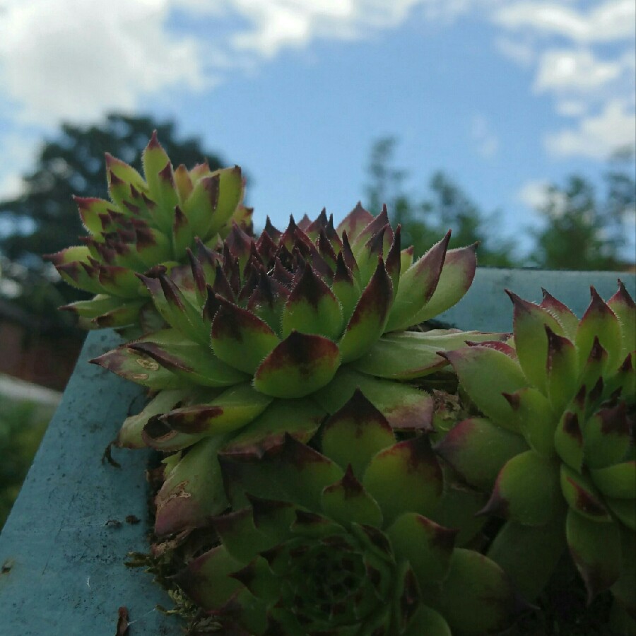 Sempervivum Globiferum subsp. Hirtum