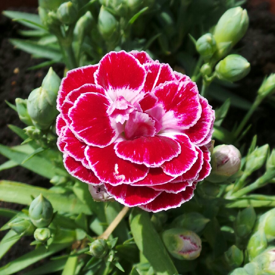 Dianthus barbatus
