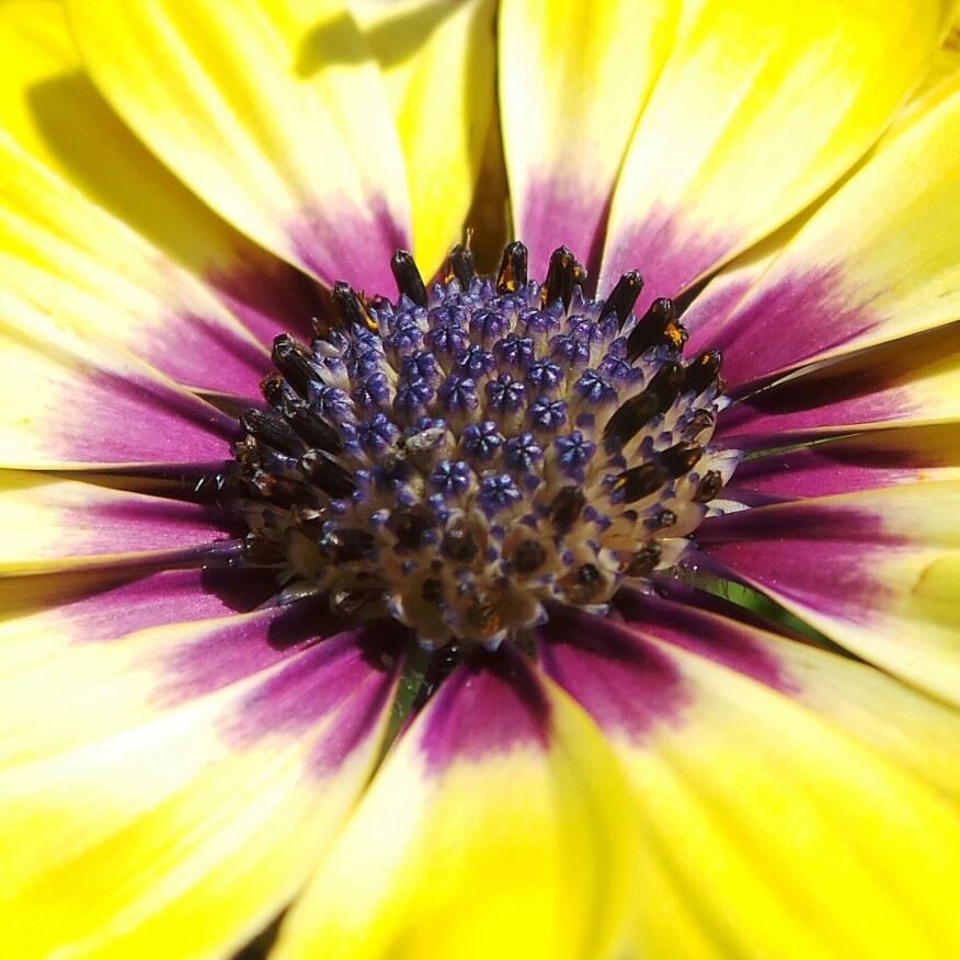 plant image 144063 plant image 144063
