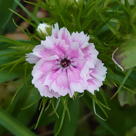 plant image 1490898 plant image 1490898
