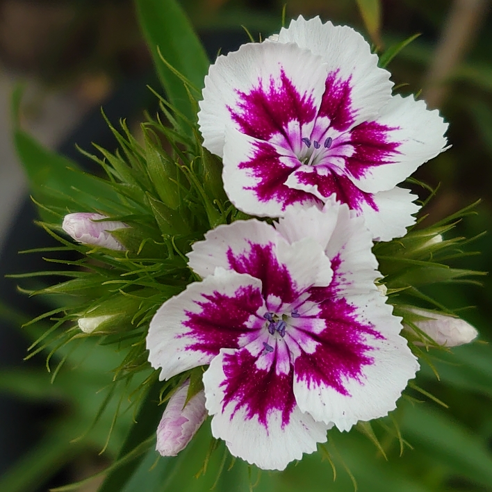 plant image 1493304 plant image 1493304