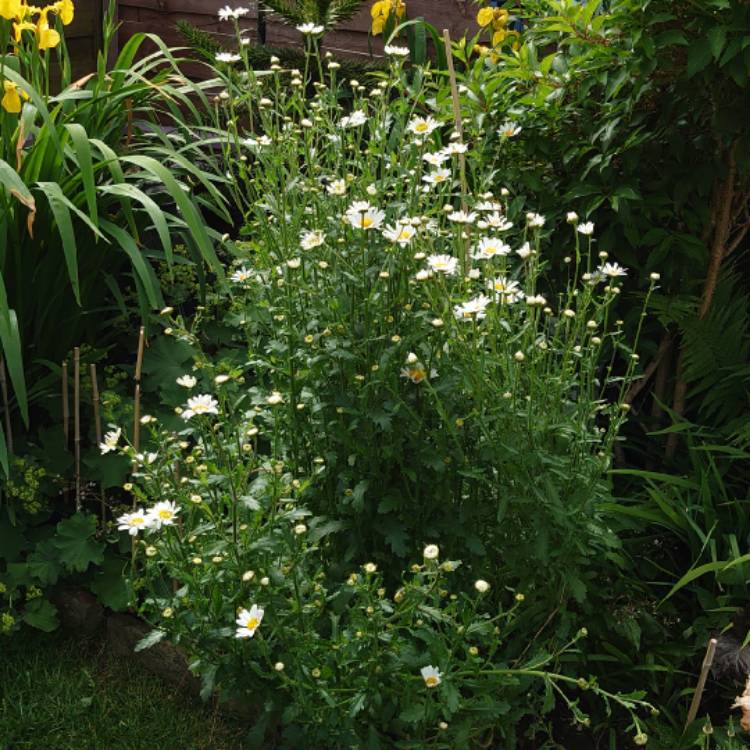 plant image 1494934 plant image 1494934