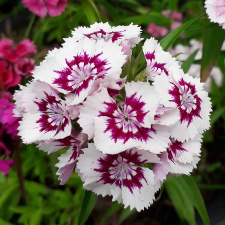 plant image 1498839 plant image 1498839