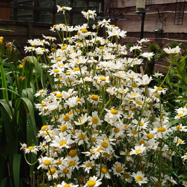 plant image 1503288 plant image 1503288