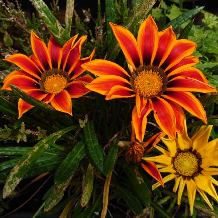 plant image 1506637 plant image 1506637
