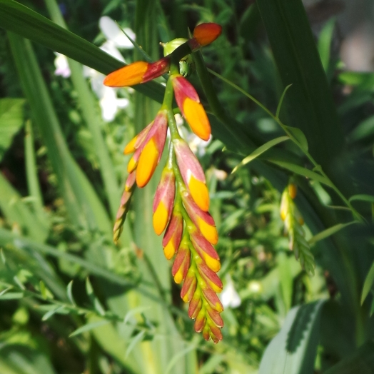 plant image 1512570 plant image 1512570