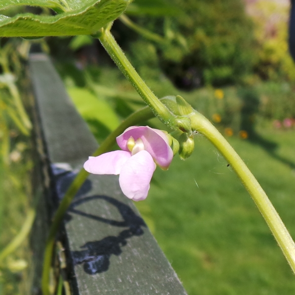 plant image 1512658 plant image 1512658