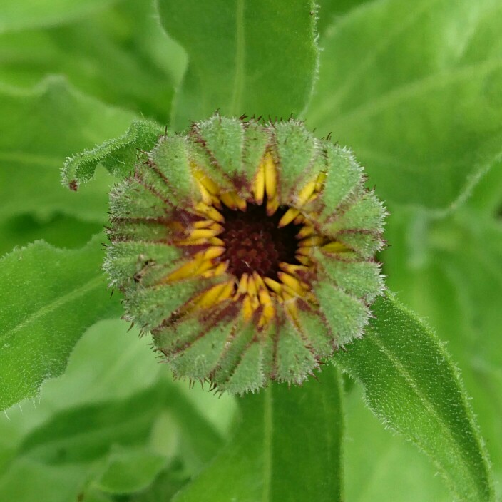 plant image 153147 plant image 153147