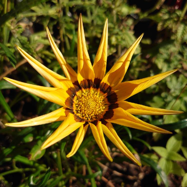 plant image 1532840 plant image 1532840