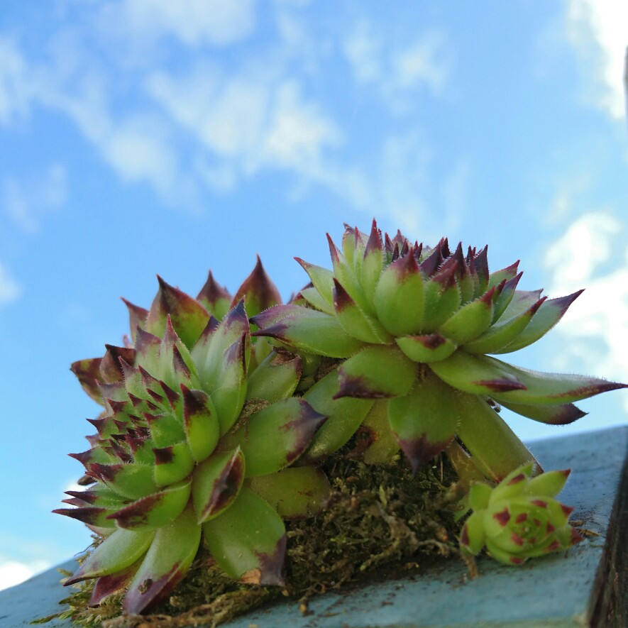 Sempervivum Arachnoideum subsp. Tomentosum