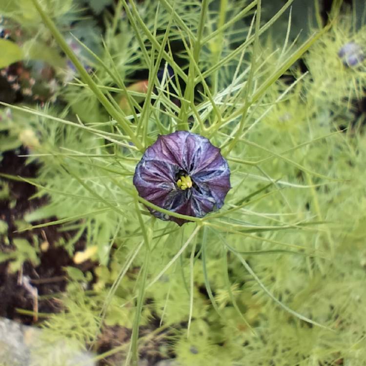 plant image 1594866 plant image 1594866