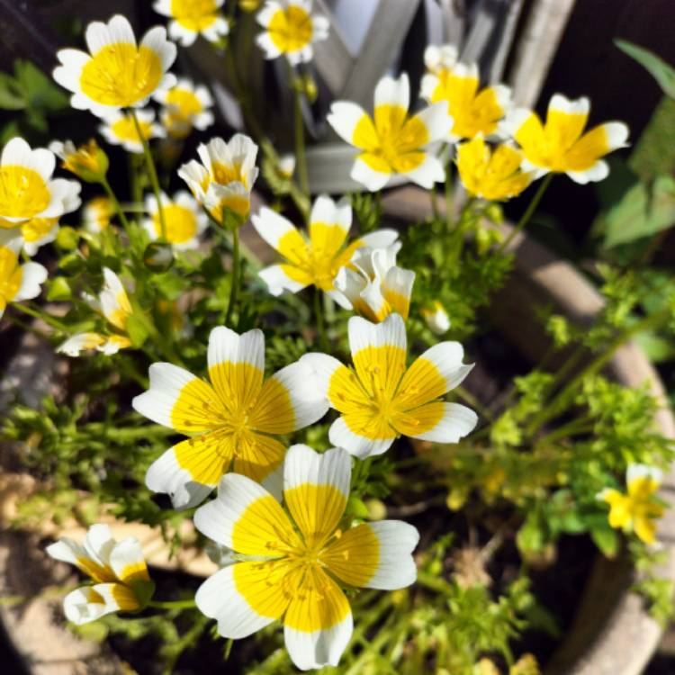 Plant image Limnanthes douglasii