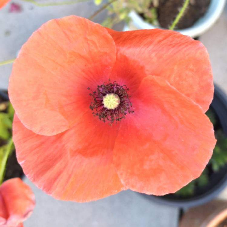 plant image 1617661