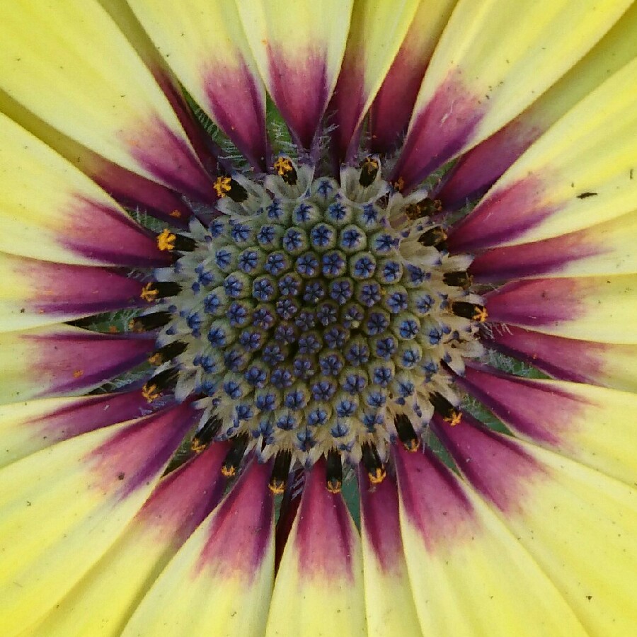 plant image 165016 plant image 165016