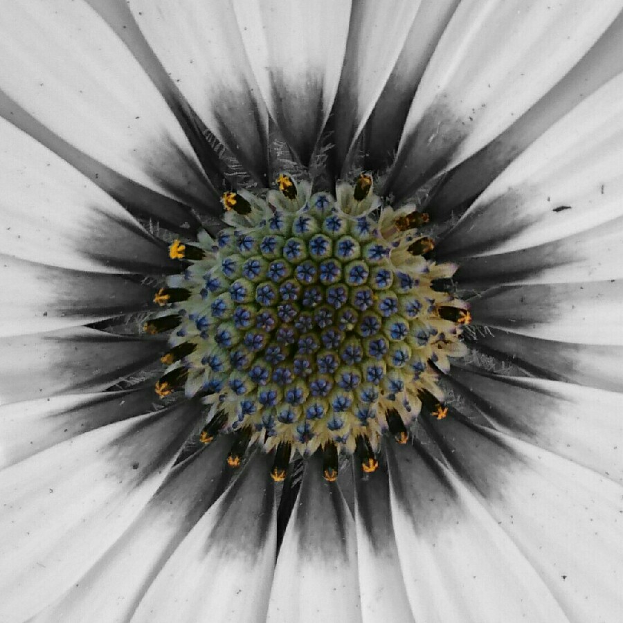 Plant image Osteospermum 'Serenity Blue Eyed Beauty'