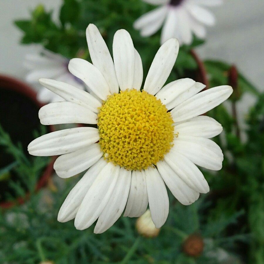 plant image 167737 plant image 167737