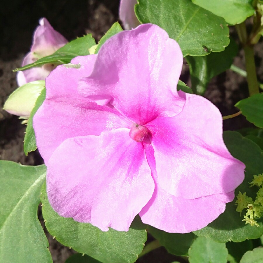 plant image 169057