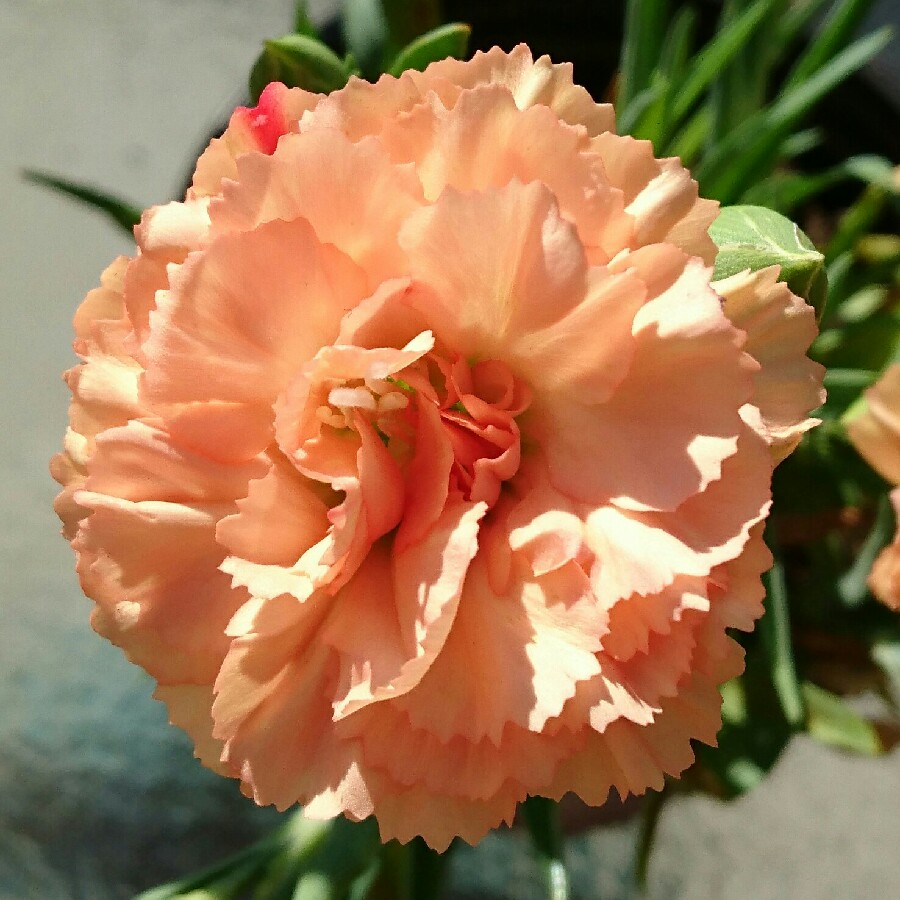 plant image 169715