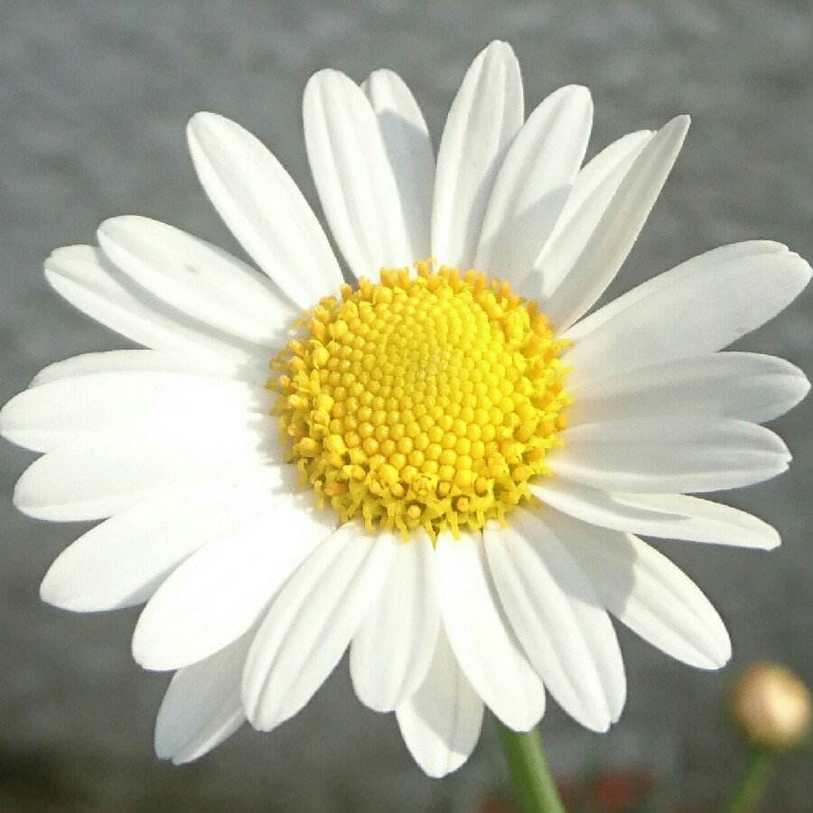 plant image 174282 plant image 174282