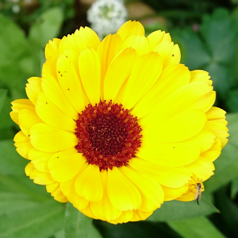 plant image 175867 plant image 175867