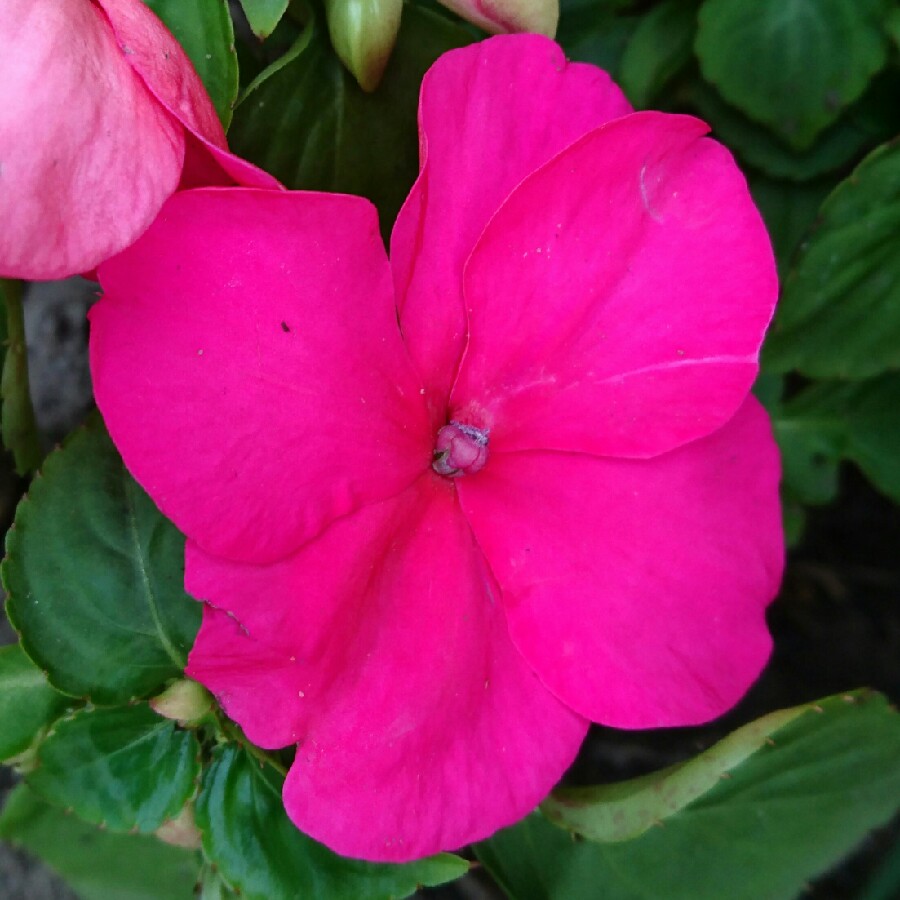 plant image 177628