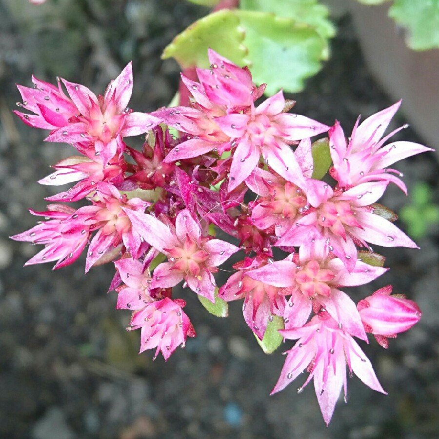 plant image 178414 plant image 178414
