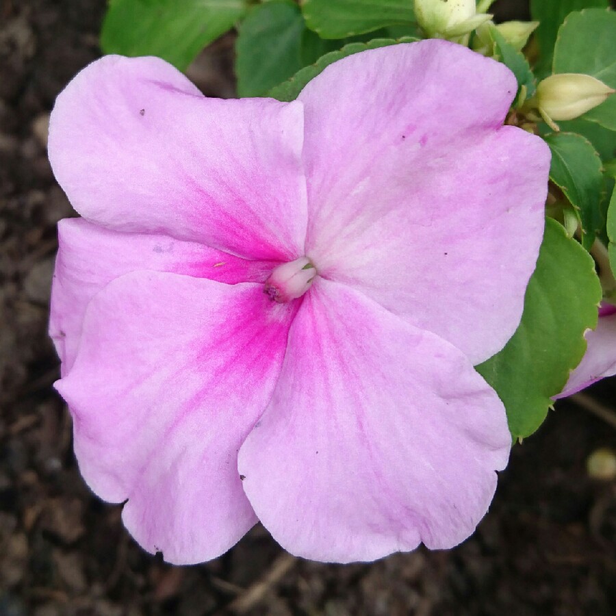 plant image 178417
