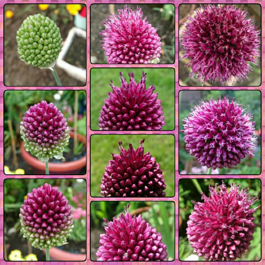 Allium sphaerocephalon
