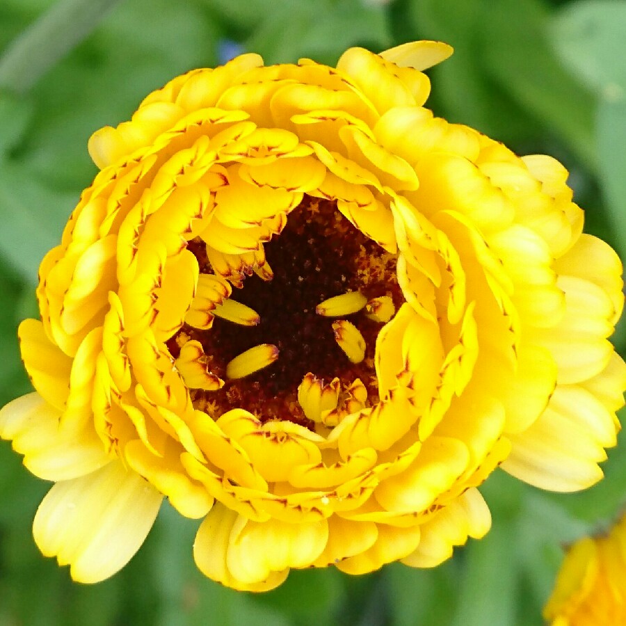 plant image 182628 plant image 182628