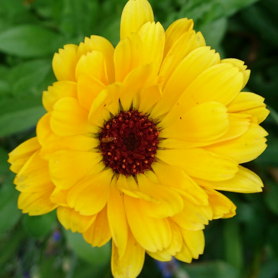 plant image 182629 plant image 182629