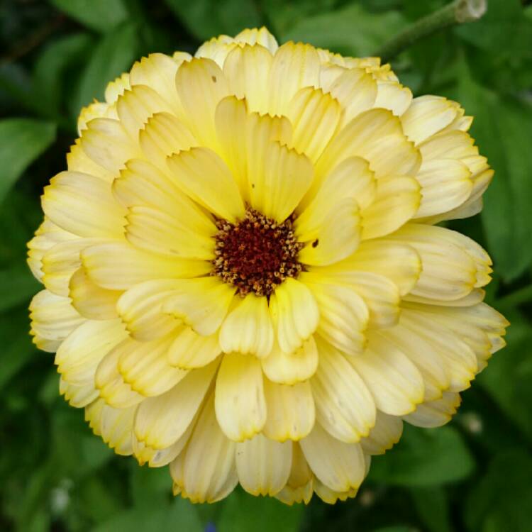 plant image 192367 plant image 192367