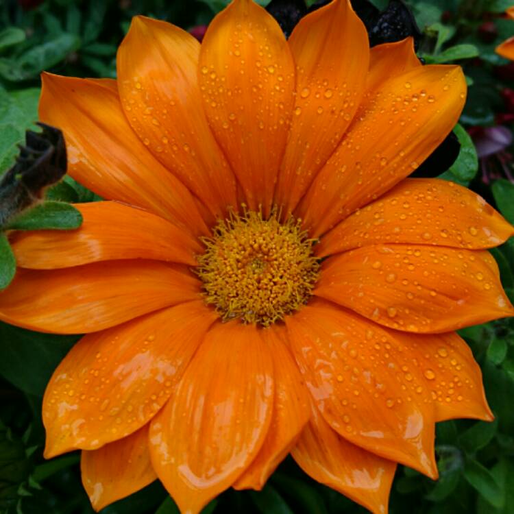 Plant image Gazania 'Kiss Mix'