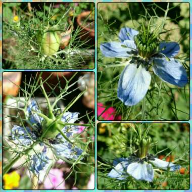 Nigella