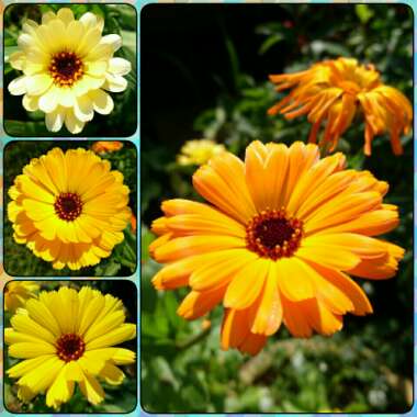 Calendula 'officinalis'