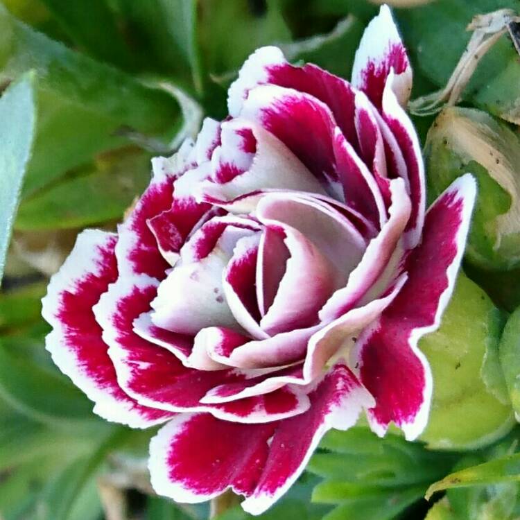 Plant image Dianthus barbatus