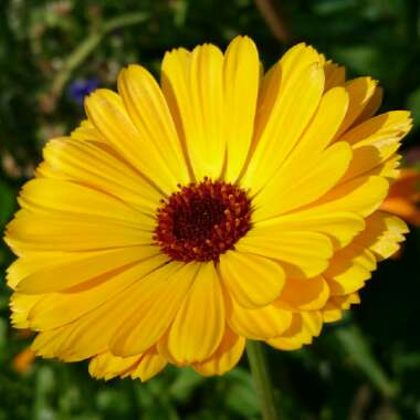 Calendula 'officinalis'