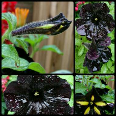 Petunia 'Phantom'